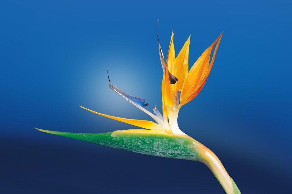 bird of paradise flower, flower, plant-1073282.jpg