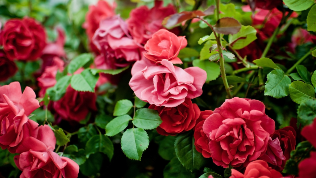 Get The Best Blooms With Terreau Substrat Potting Soil: Here’s How!