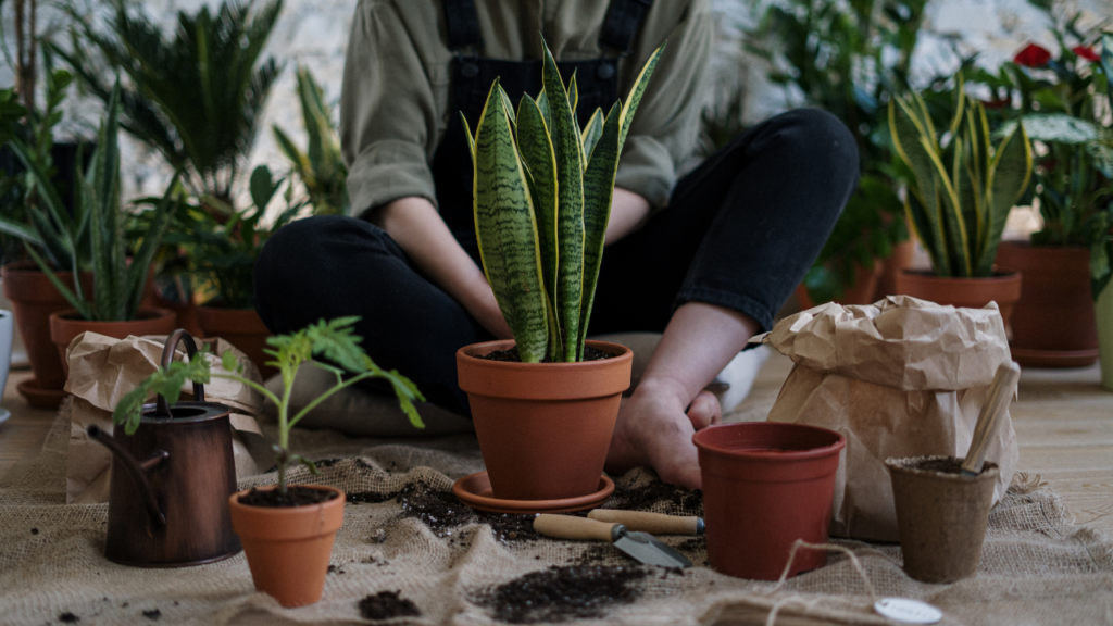 The Role of Terreau Substrat Potting Soil in Sustainable Gardening!